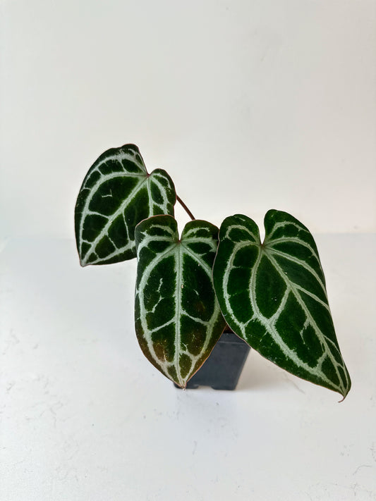 Anthurium 'Minahasa'/ ‘King Crystallinum’