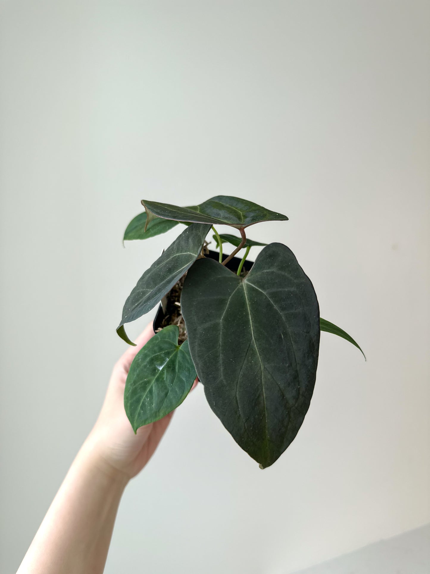 Anthurium Dressleri (Indonesia) × papillilaminum 'Legend'