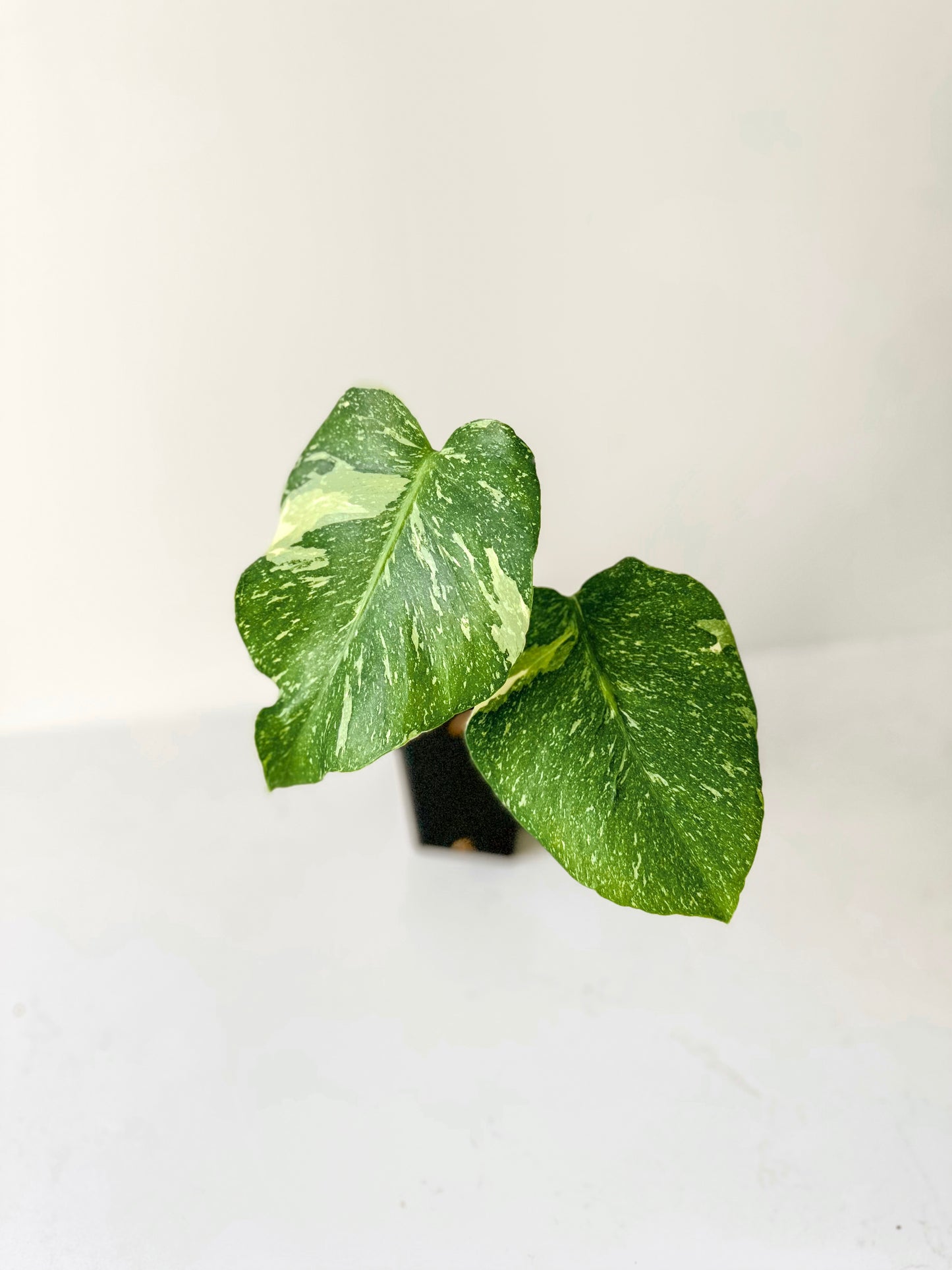 Monstera Thai Constellation (E)