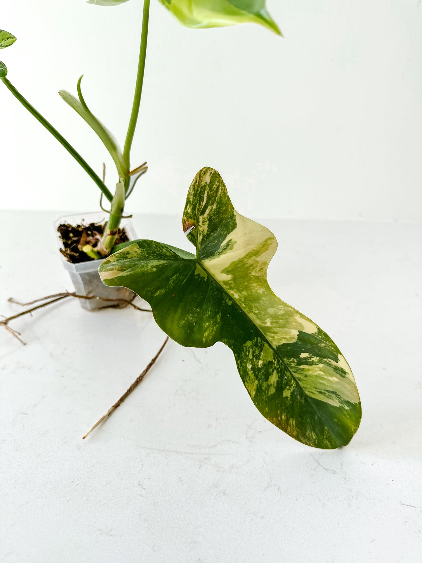 Philodendron Bipennifolium 'Violin’ variegated