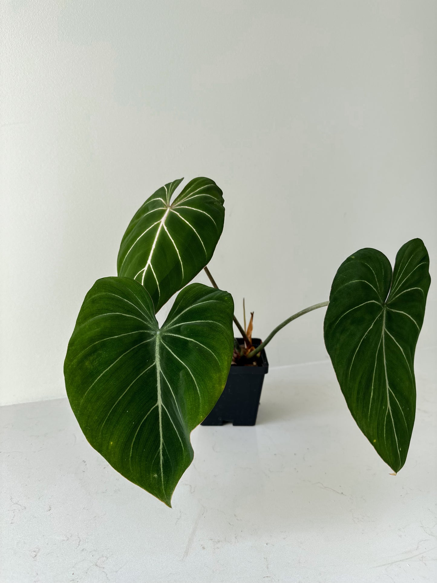 Philodendron Gloriosum dark form