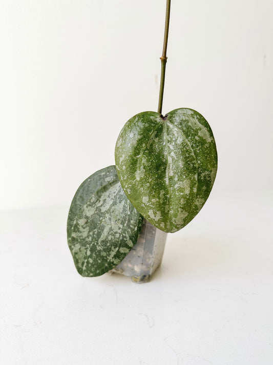 Hoya Macrophylla Snow Queen