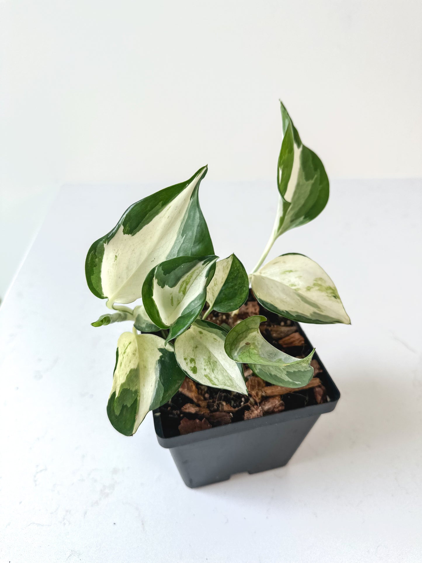 Epipremnum aureum 'Manjula'