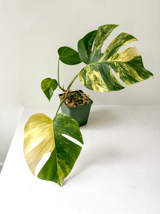 Monstera Deliciosa aurea