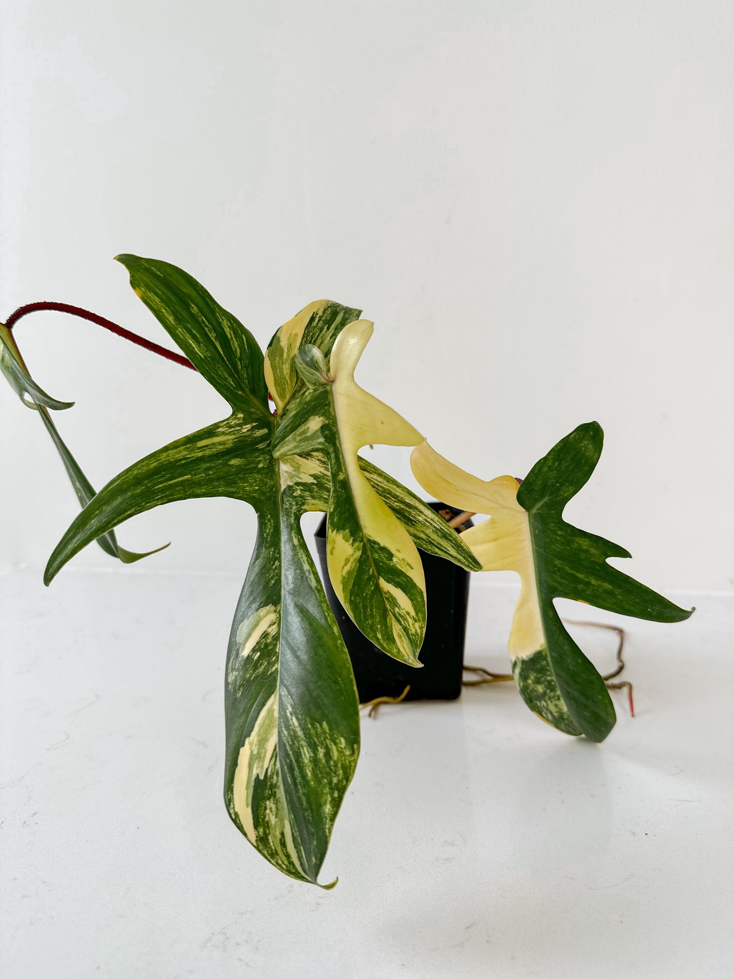 Philodendron Florida Beauty