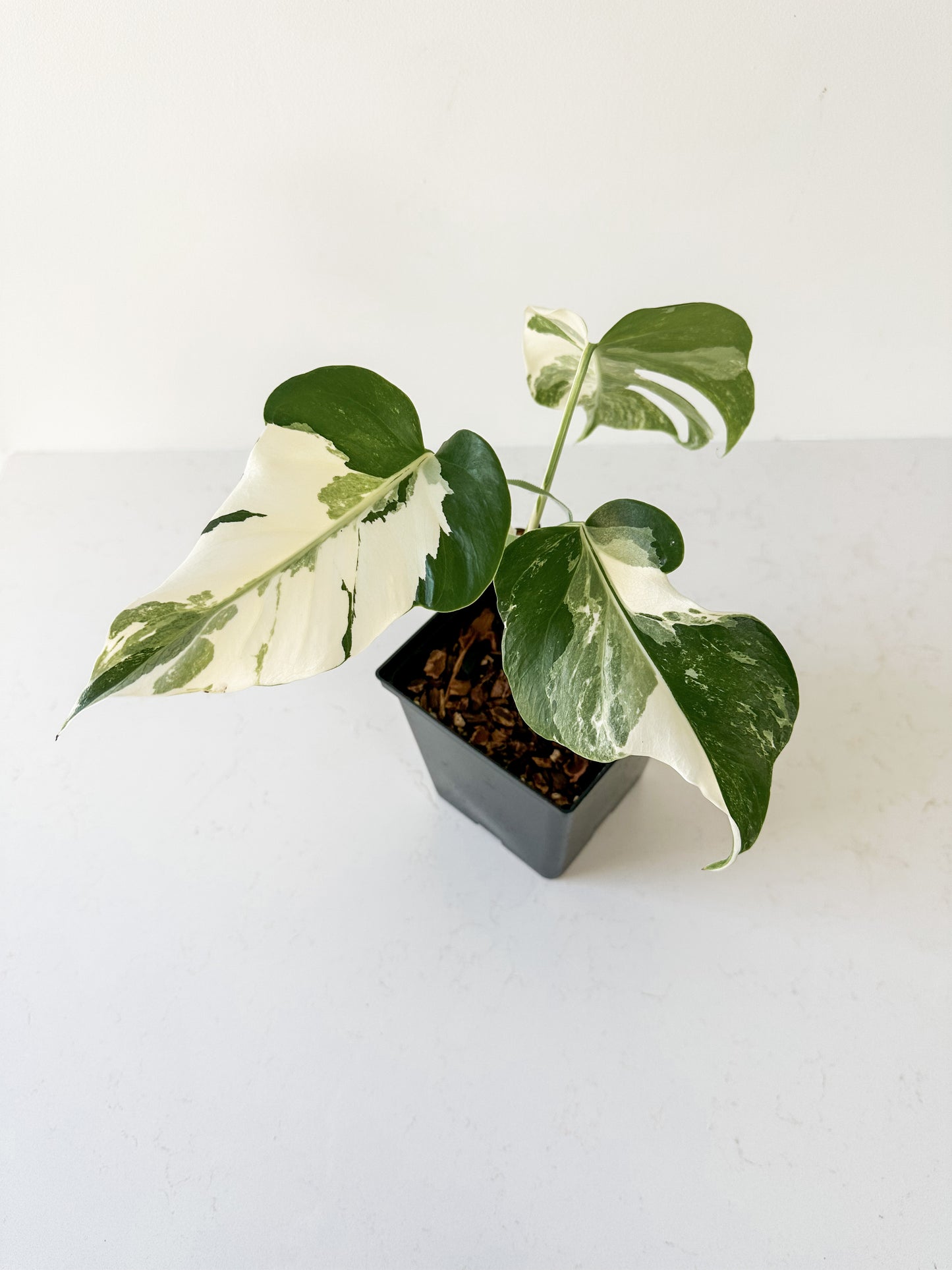 Monstera Deliciosa albo variegated