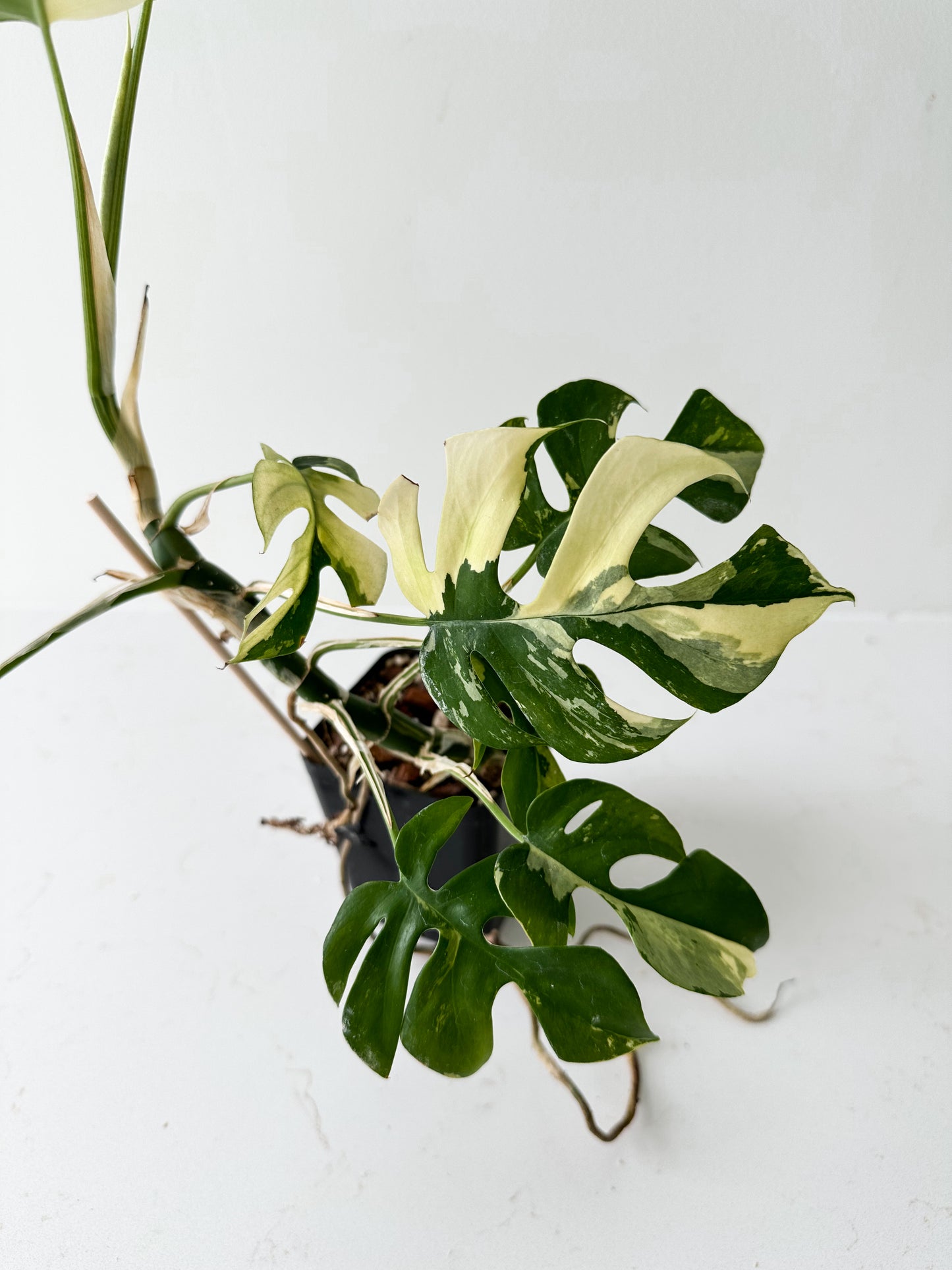 Rhaphidophora Tetrasperma variegated