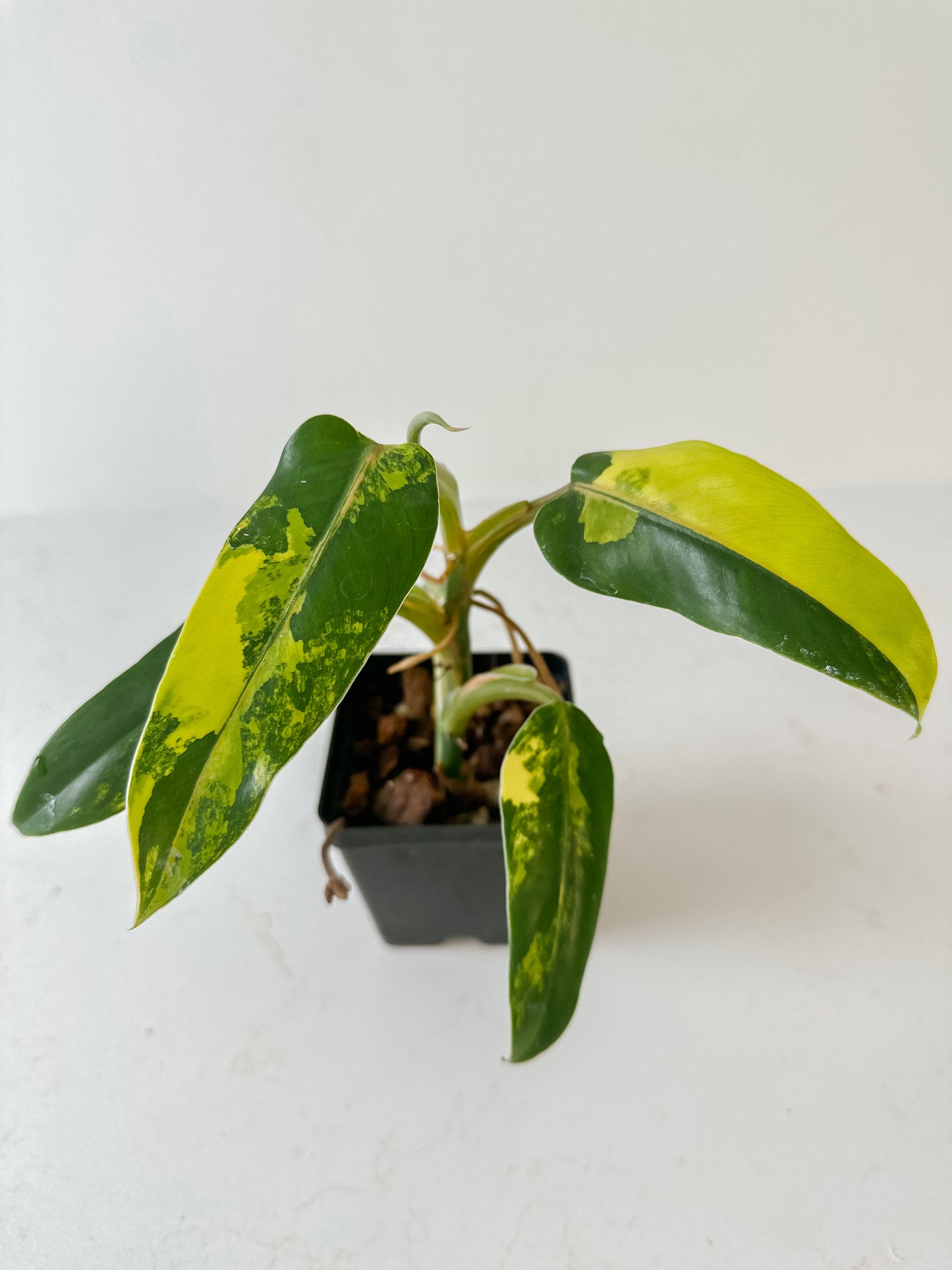 Philodendron Domesticum variegated