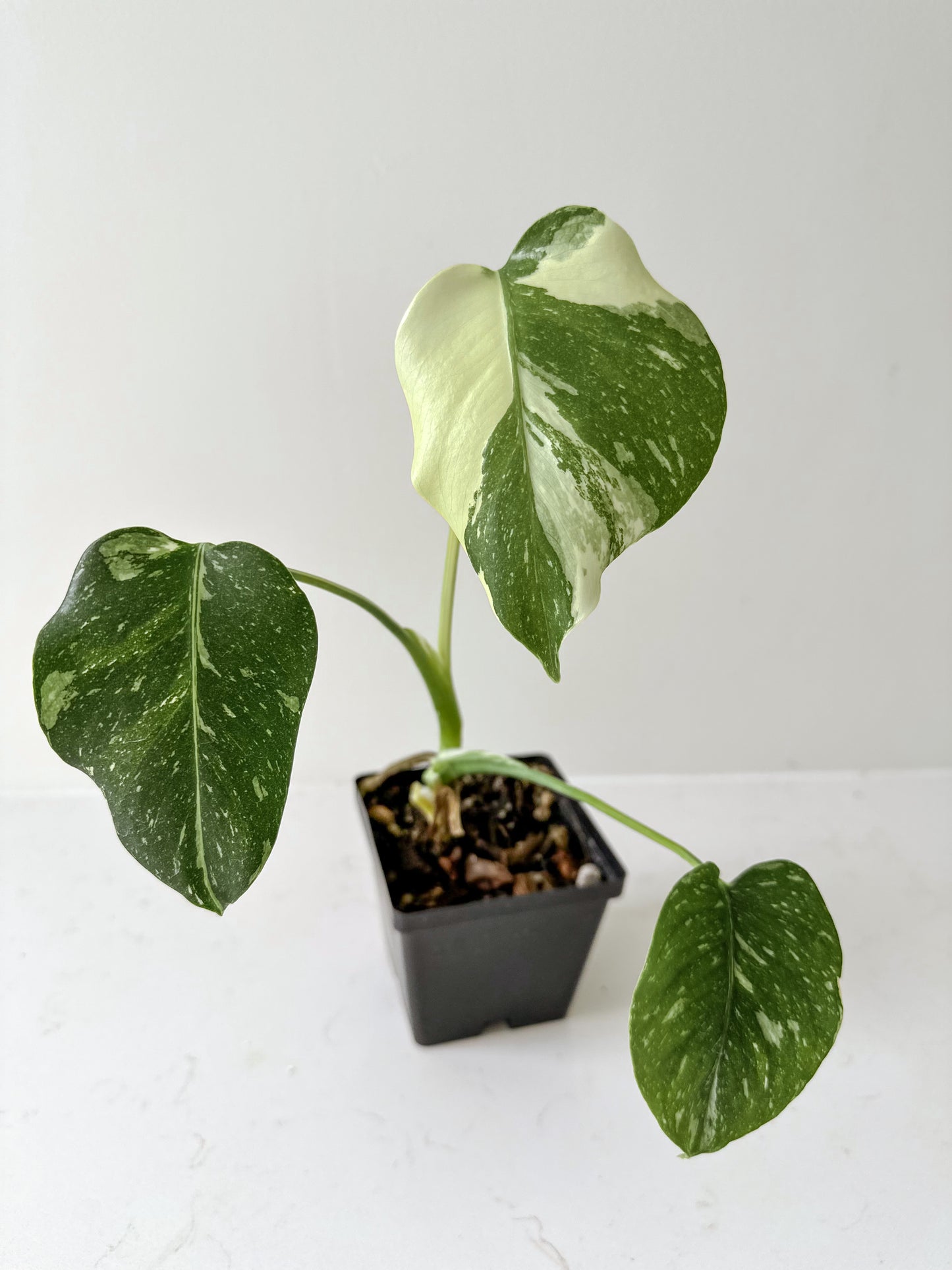 Monstera Thai Constellation