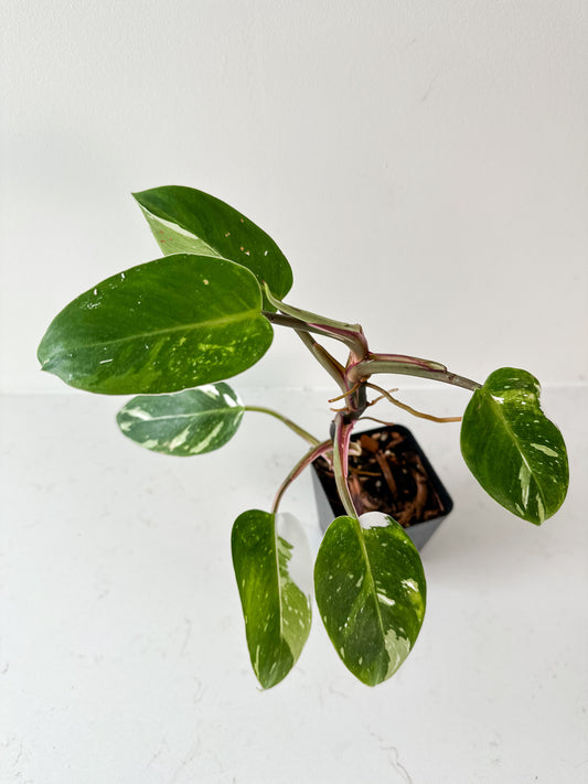 Philodendron White Princess