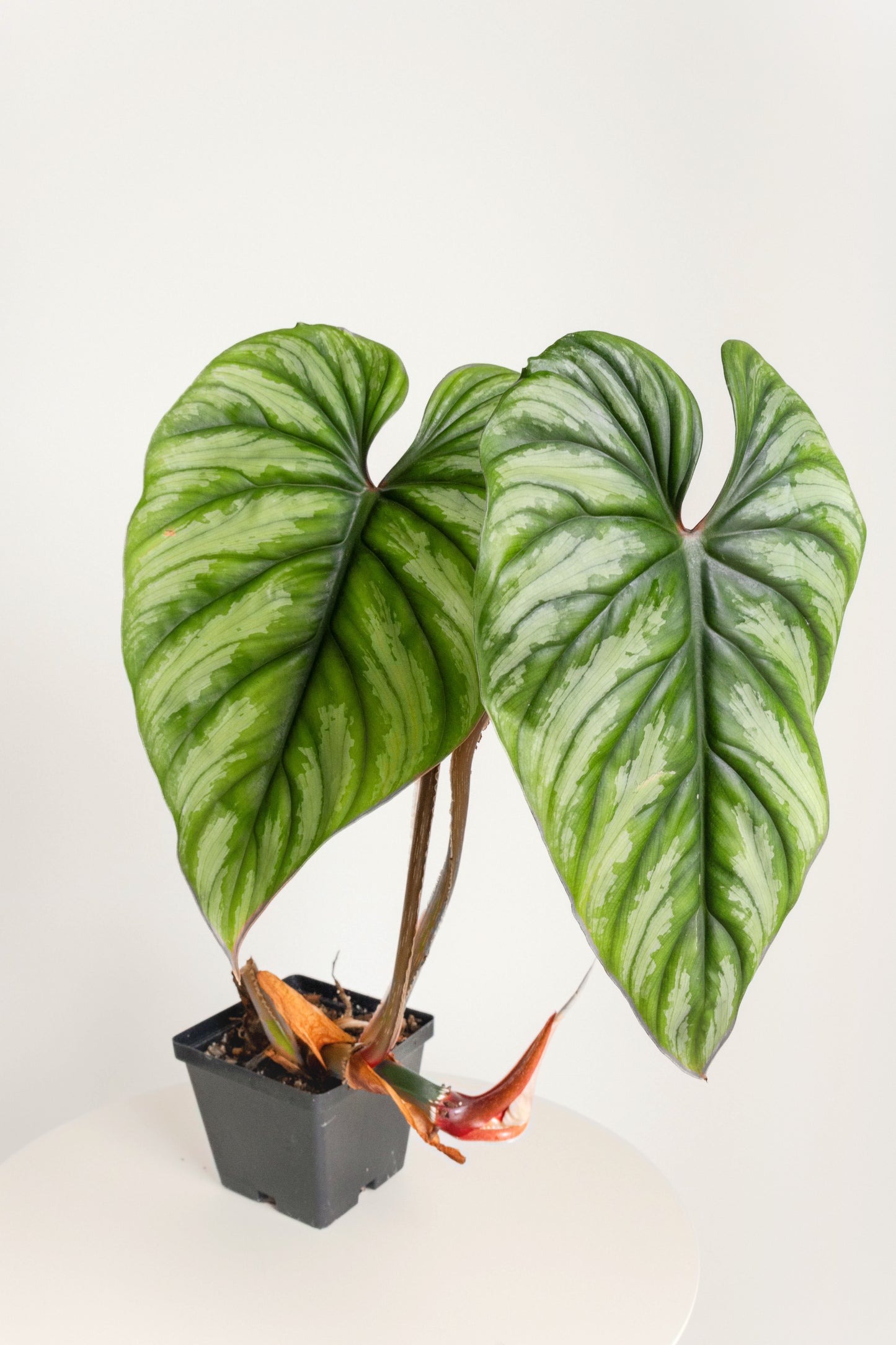 Philodendron Plowmanii