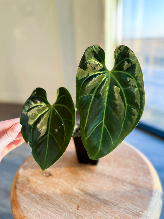 Anthurium Besseae aff (Dark form)