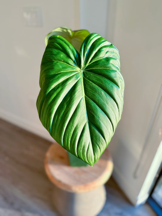 Philodendron Dean Mcdowell (Large)