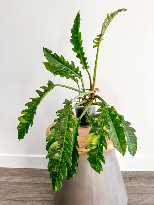 Philodendron ring of fire