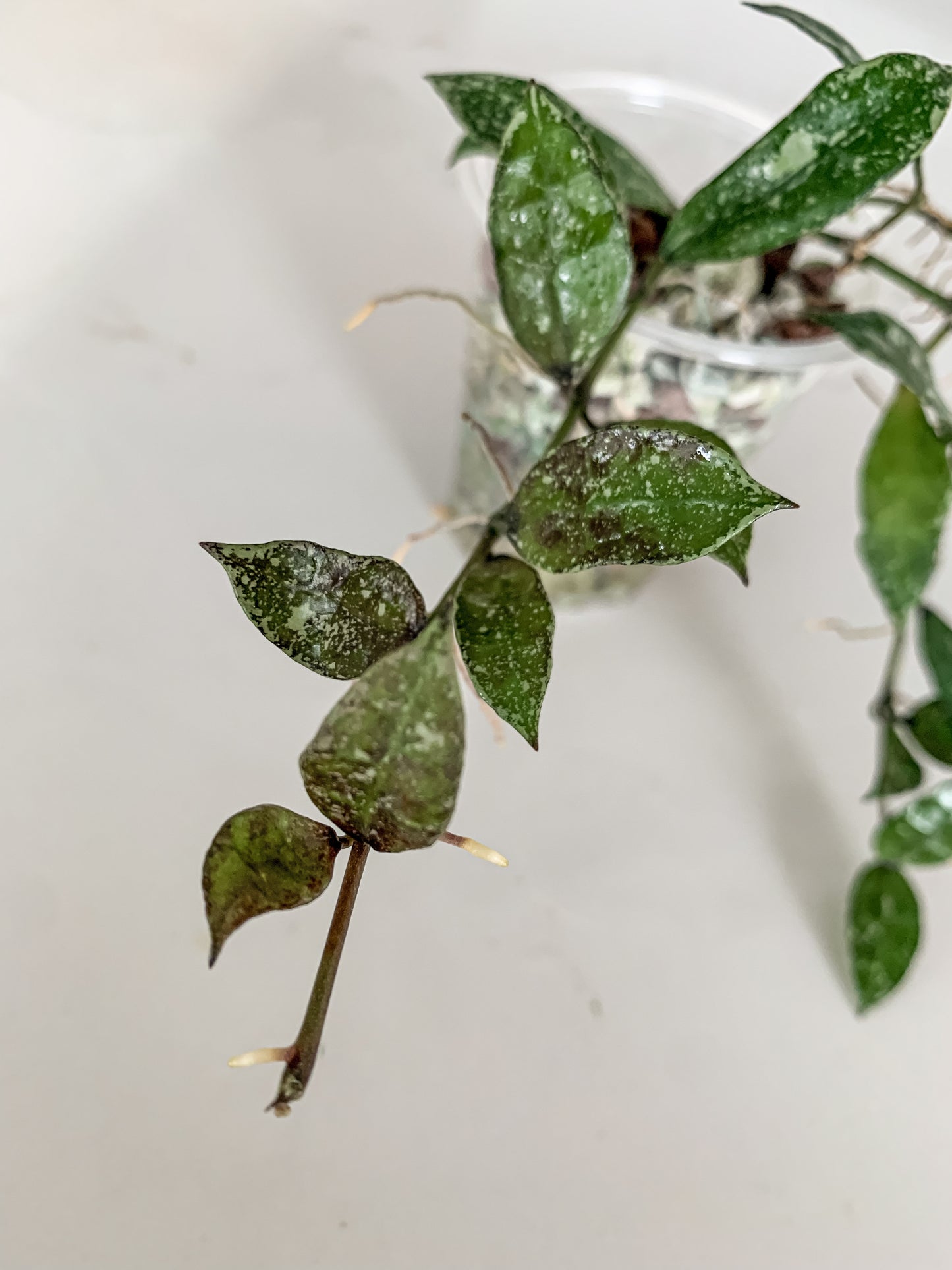 Hoya lacunosa 'Royal Flush'