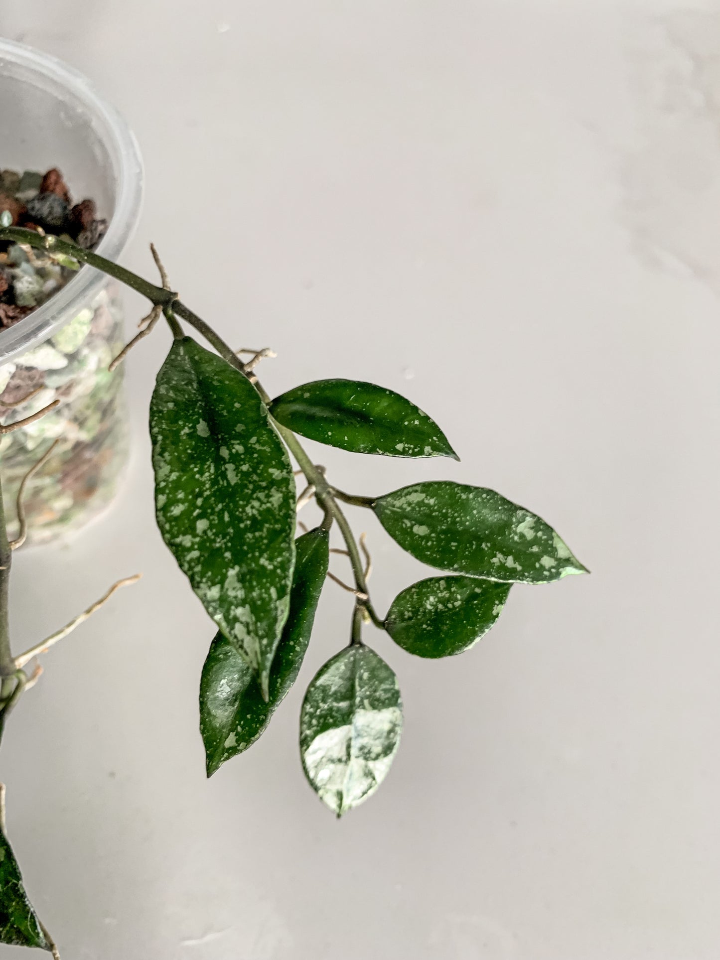 Hoya lacunosa 'Royal Flush'