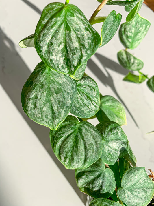 Philodendron sp. Mottled Fitzcaraldo