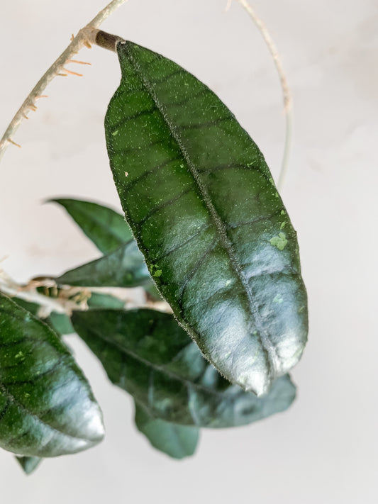 Hoya Finlaysonii 'Rippled Leaf'