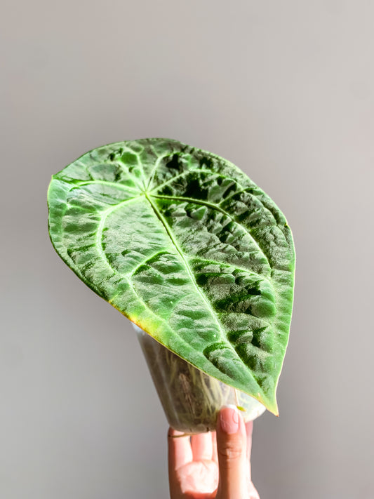 Anthurium Forgetii x Dark Crystallinum