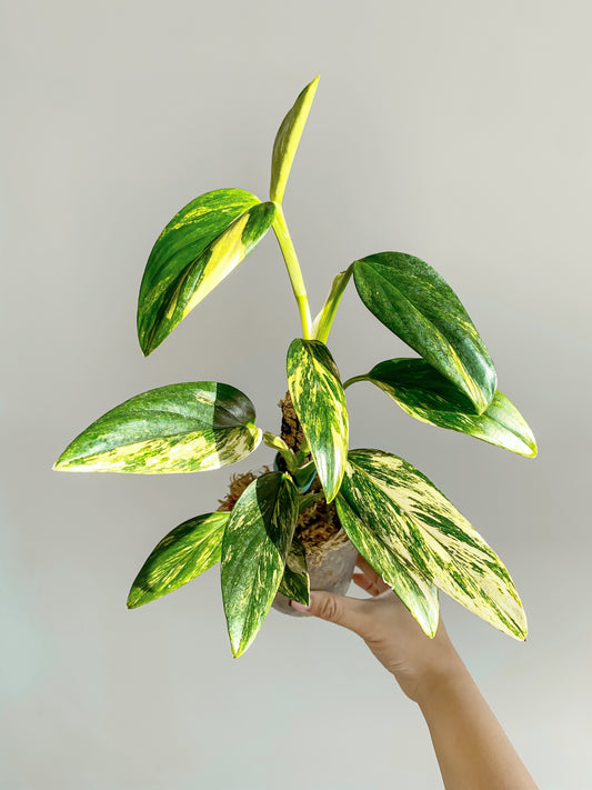 Monstera Standleyana aurea