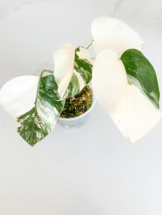 Monstera Deliciosa albo variegated