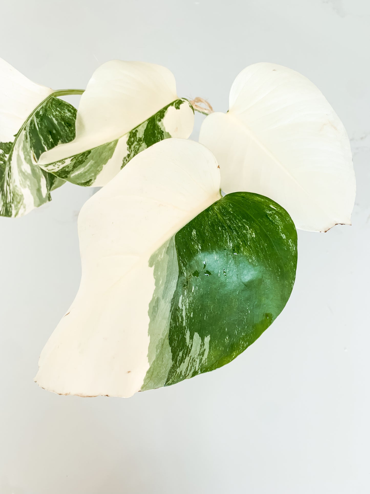 Monstera Deliciosa albo variegated