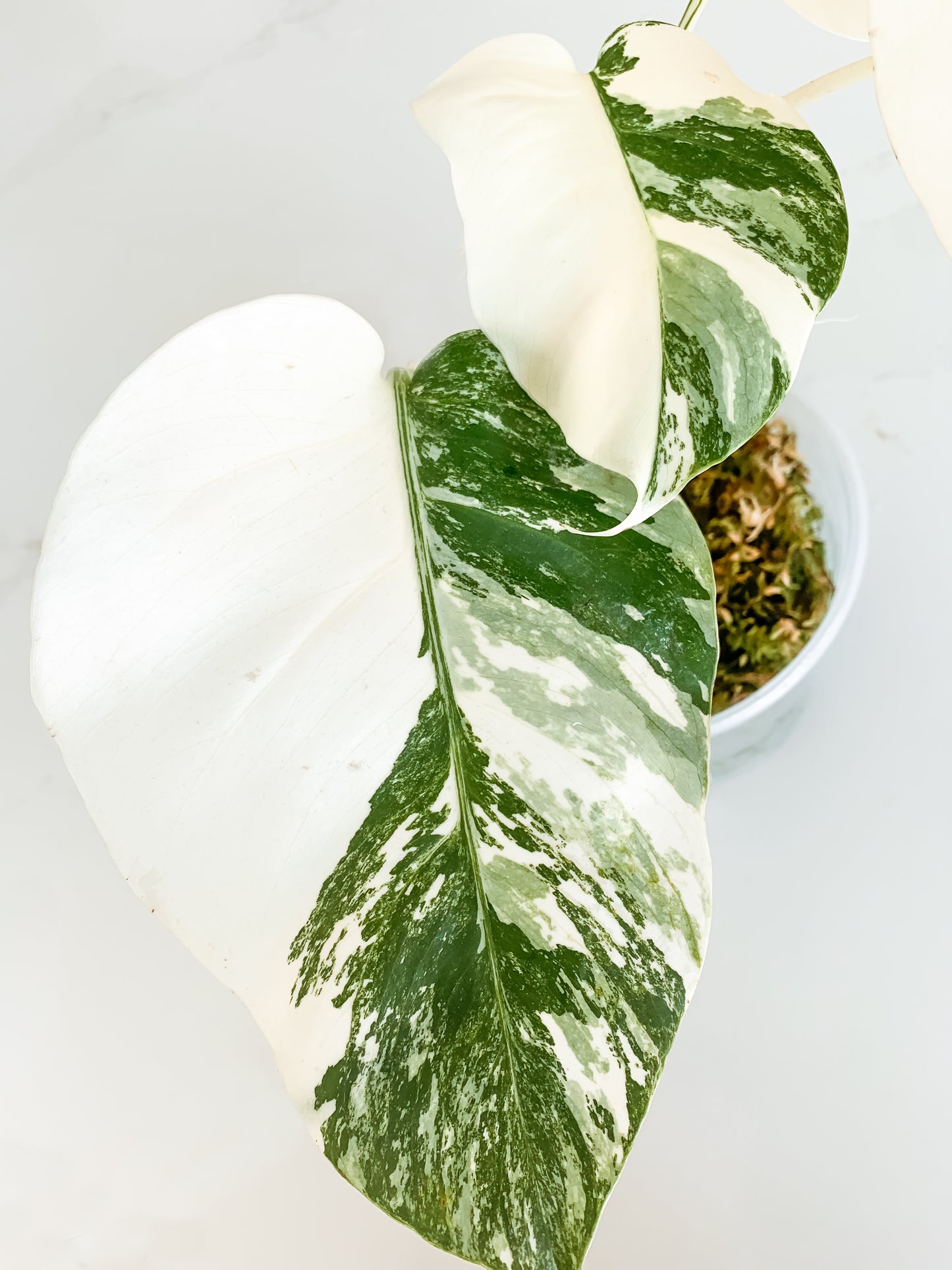 Monstera Deliciosa albo variegated