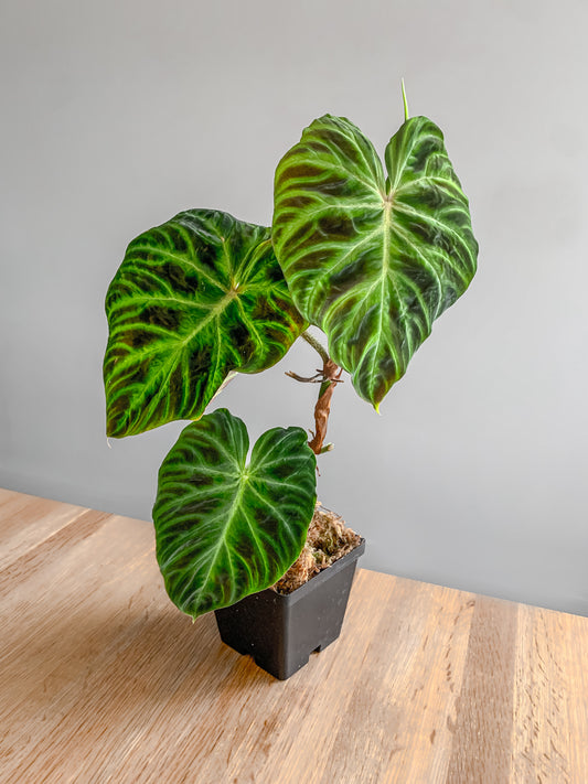 Philodendron 'Verrucosum 2'