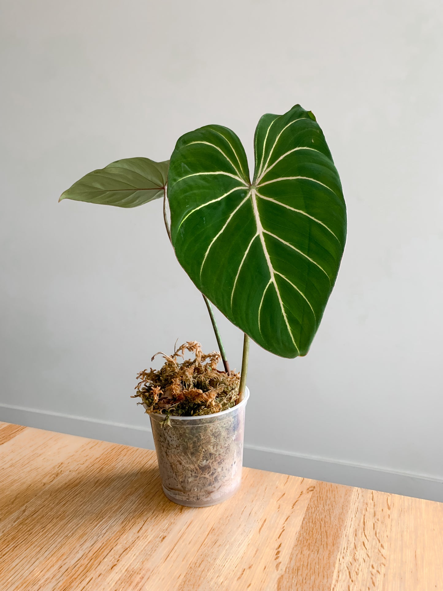 Philodendron Gloriosum dark form