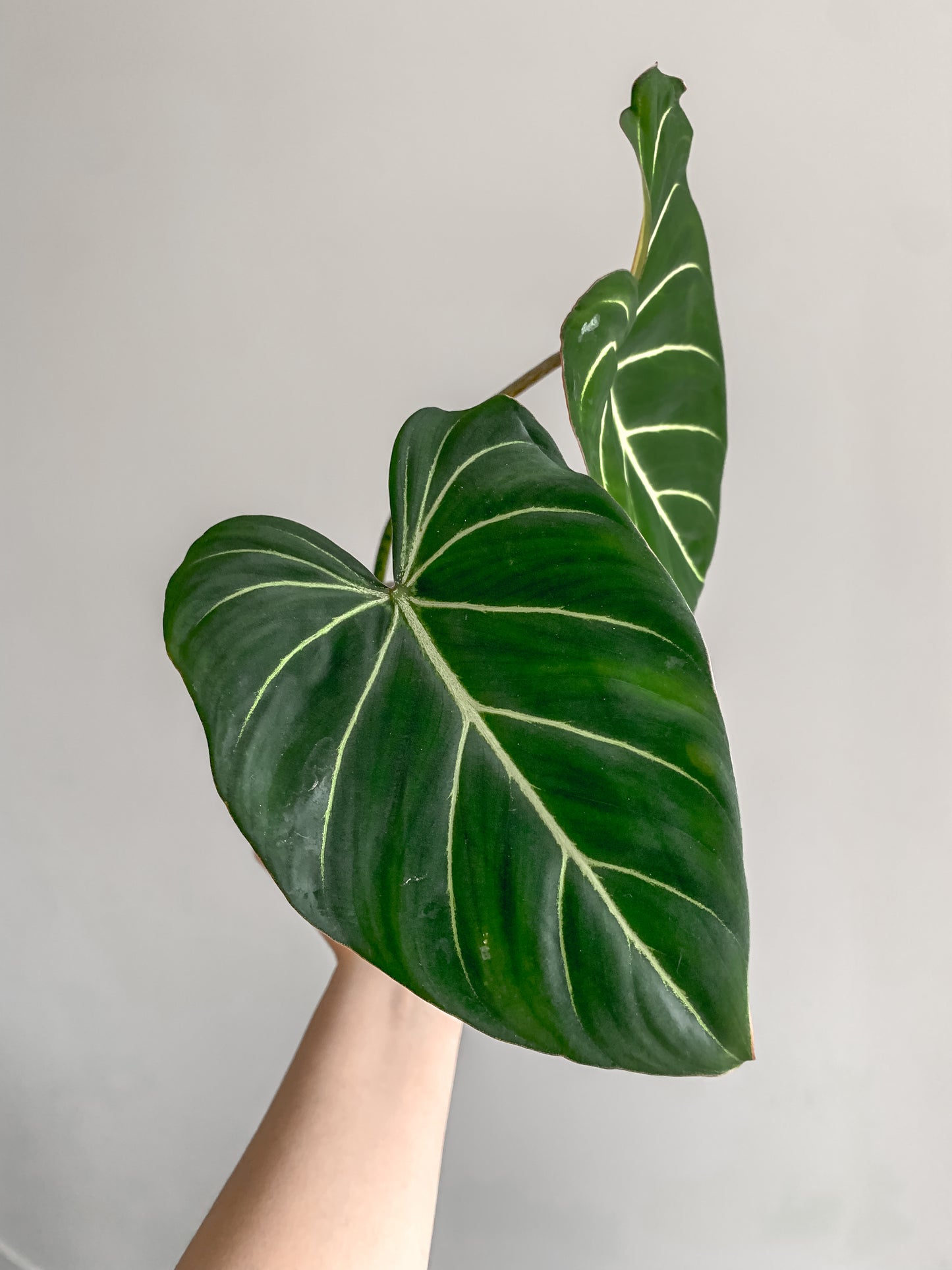 Philodendron Gloriosum dark form