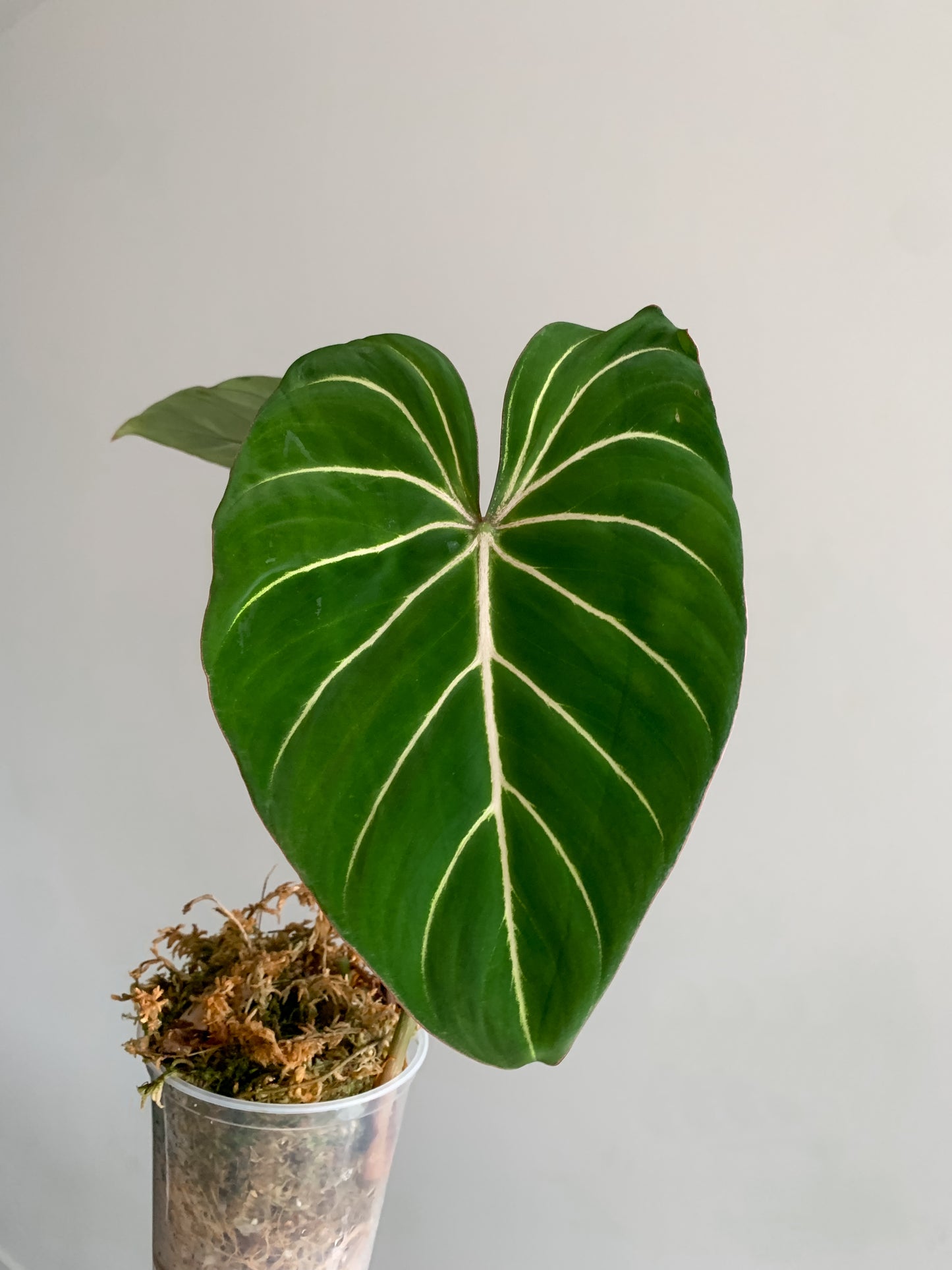 Philodendron Gloriosum dark form