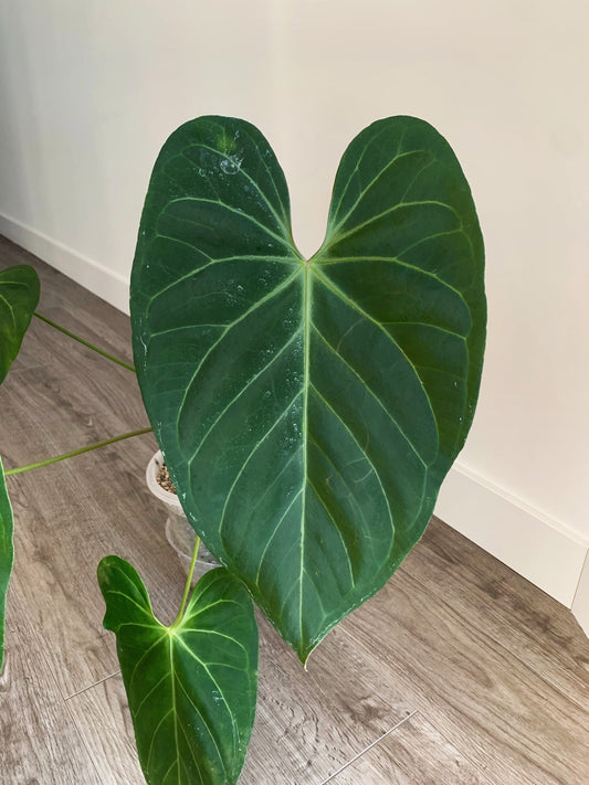 Anthurium NOID (SEEDLING)