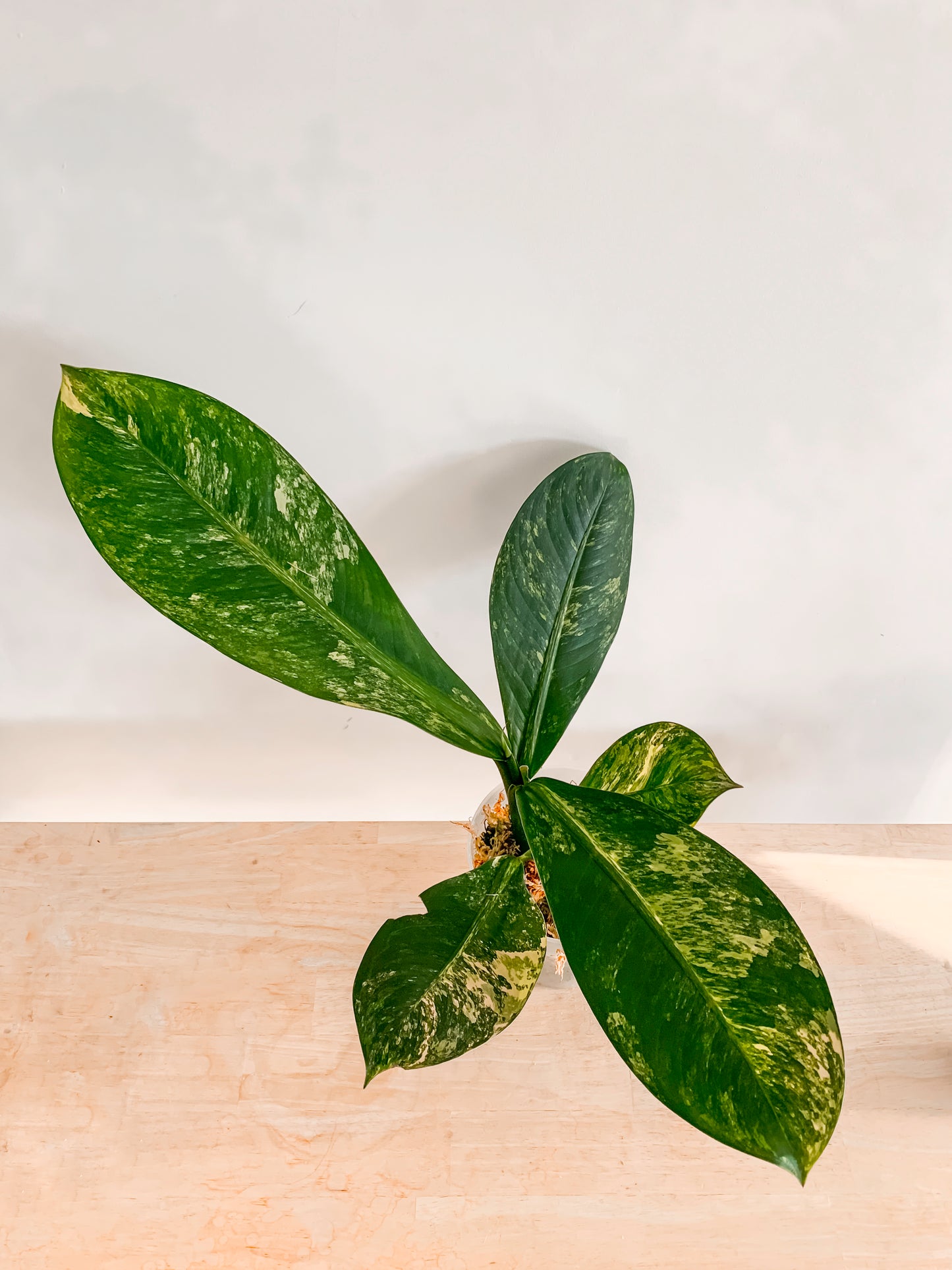 Dieffenbachia Big Ben variegated