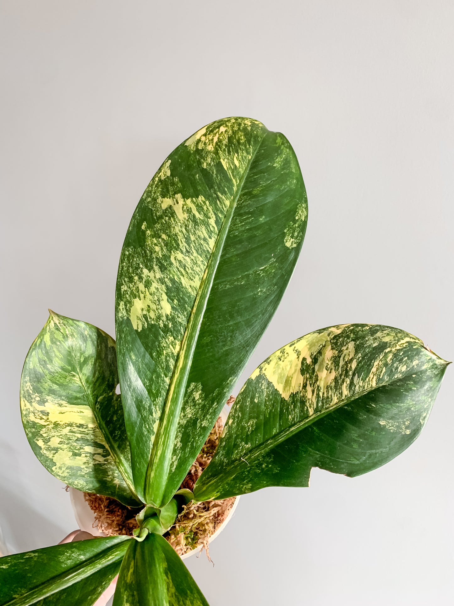 Dieffenbachia Big Ben variegated