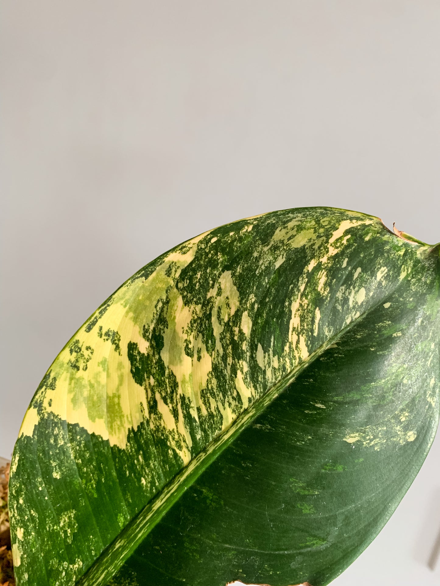 Dieffenbachia Big Ben variegated