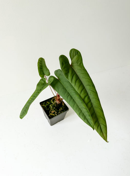 Anthurium Ecuadorensis