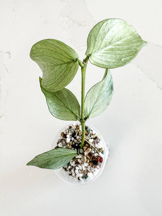 Hoya Polyneura Silver