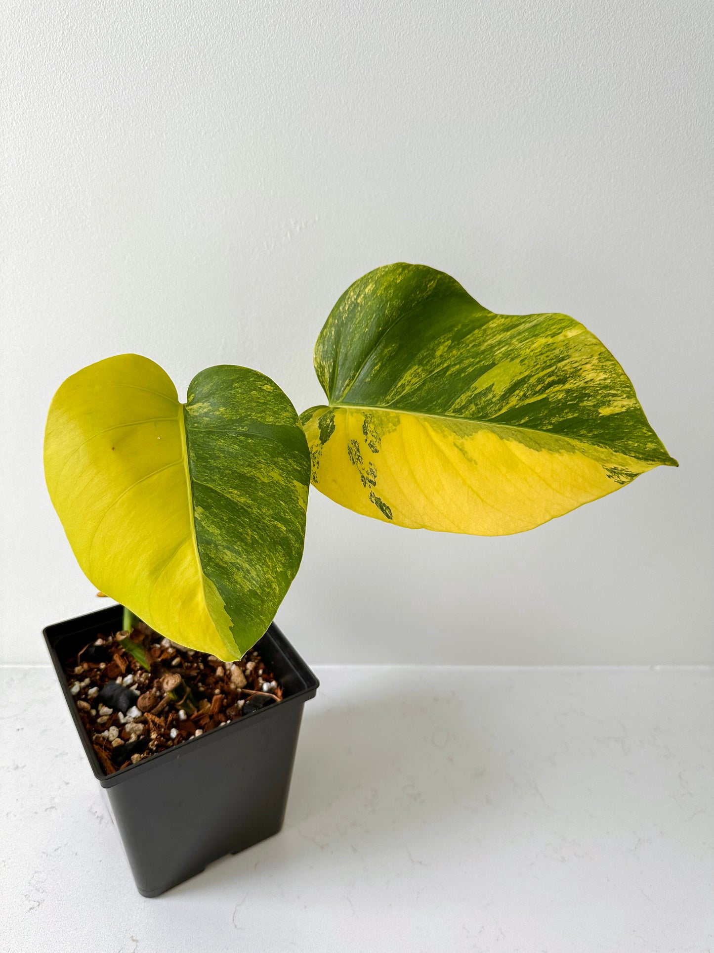 Monstera Deliciosa aurea