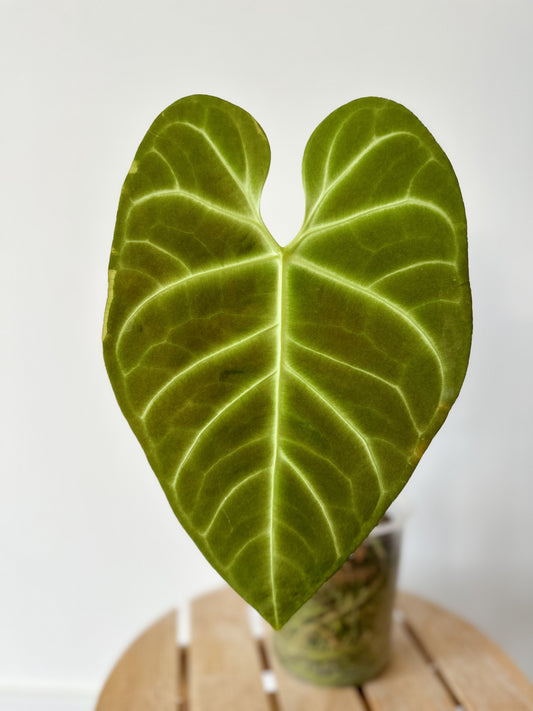 Anthurium Regale