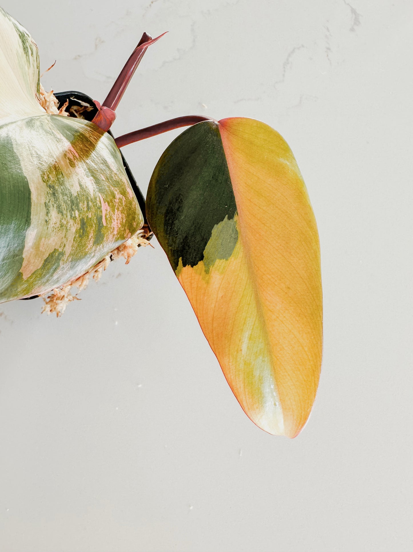 Philodendron Strawberry Shake