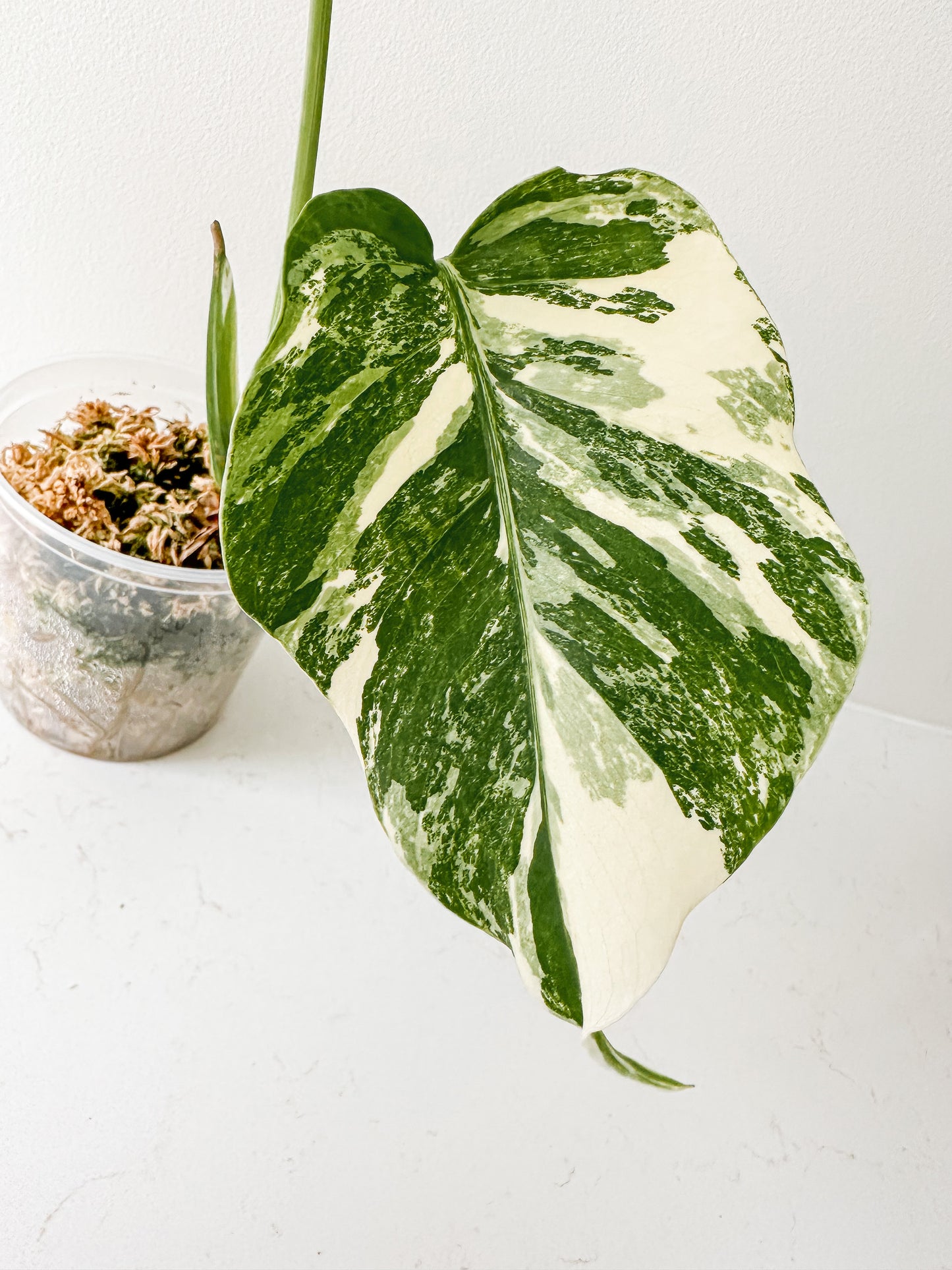 Monstera Deliciosa albo variegated