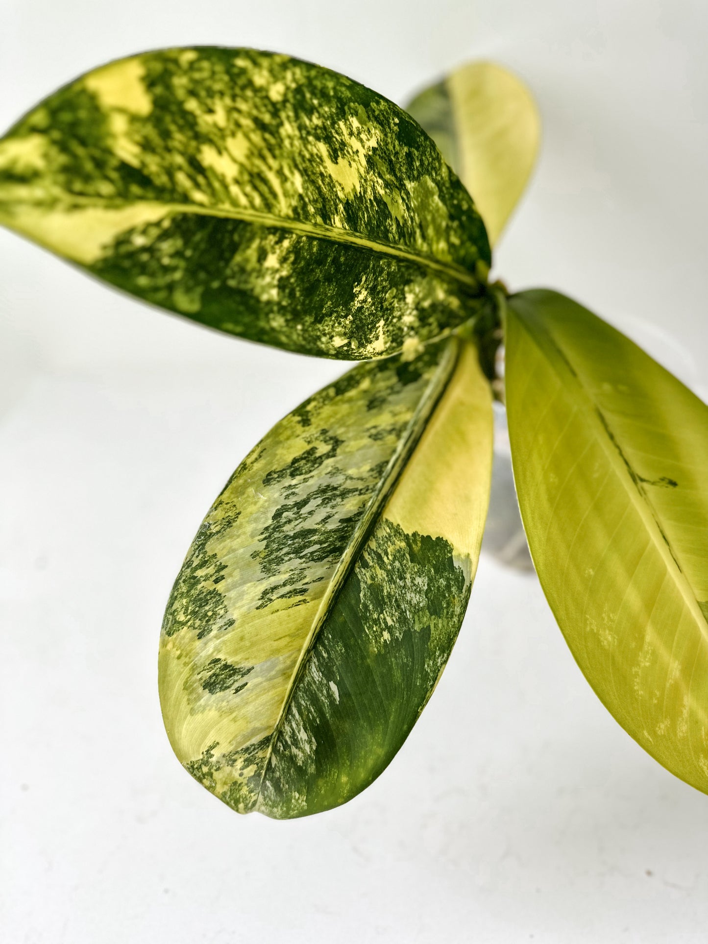 Dieffenbachia Big Ben variegated