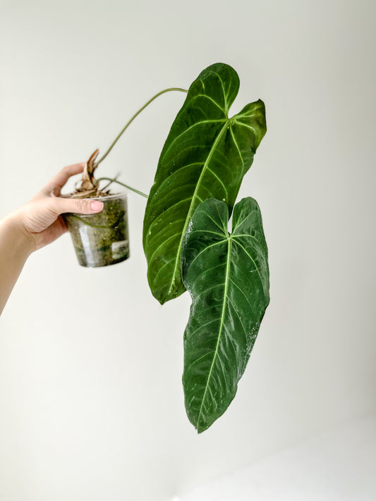 Anthurium Metallicum