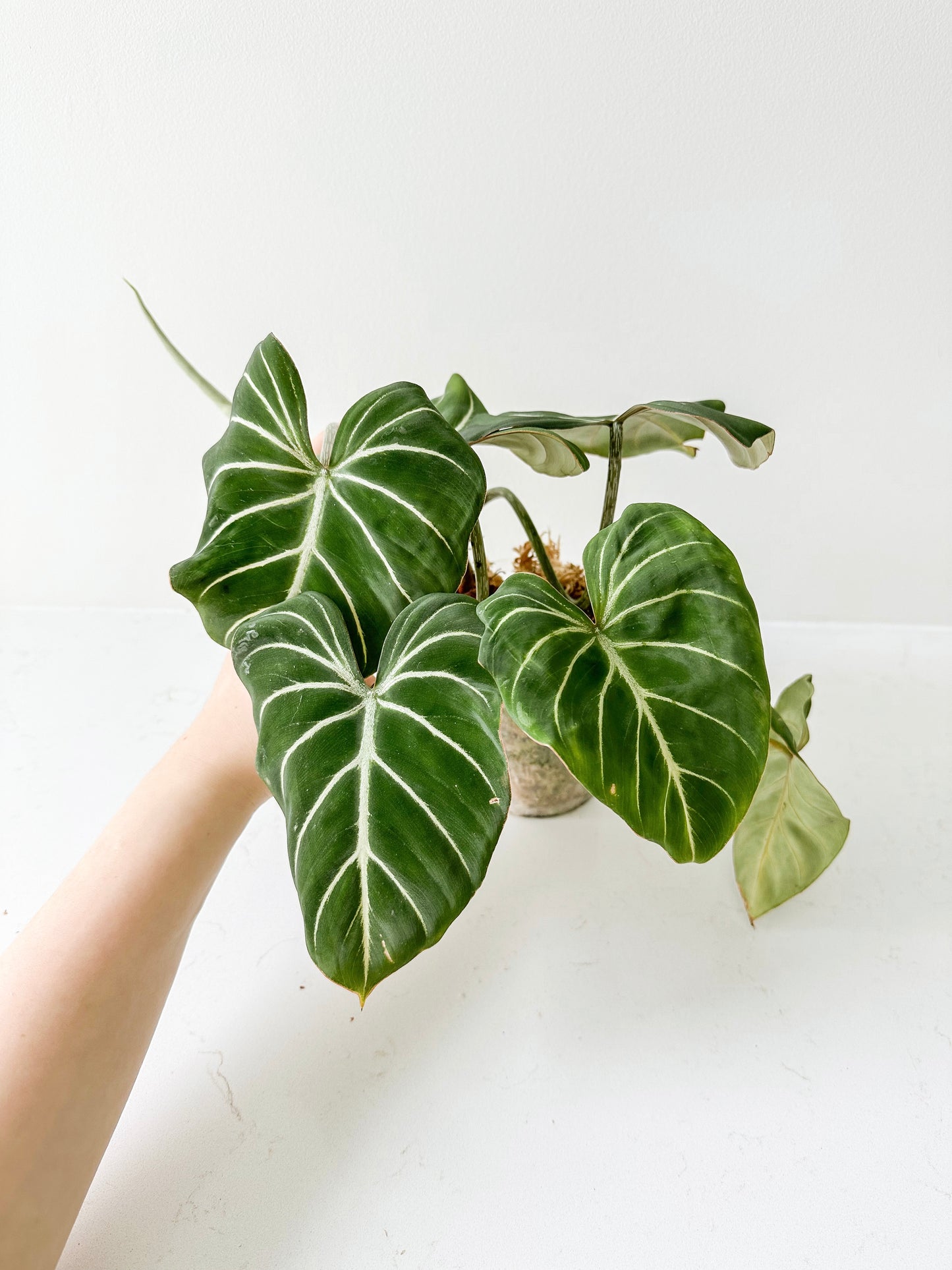 Philodendron Gloriosum dark form