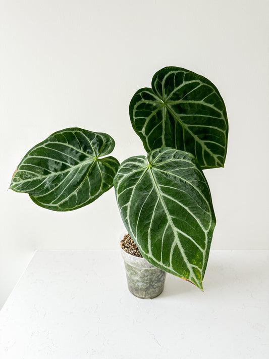 Anthurium Crystal Hope (Large)