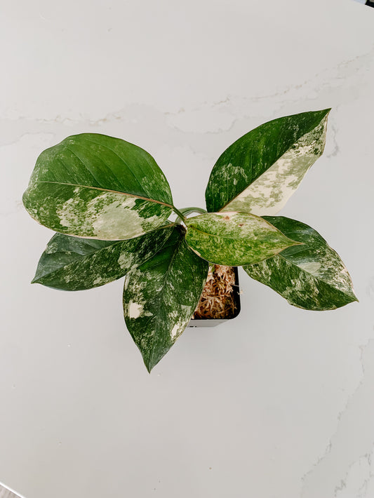 Aglaonema Siam Jade