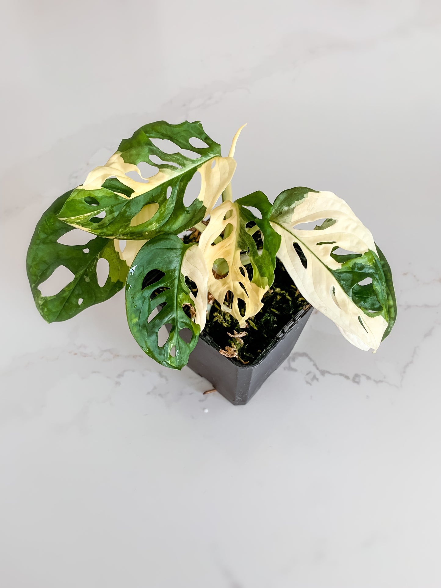 Monstera Adansonii variegated (tricolor)