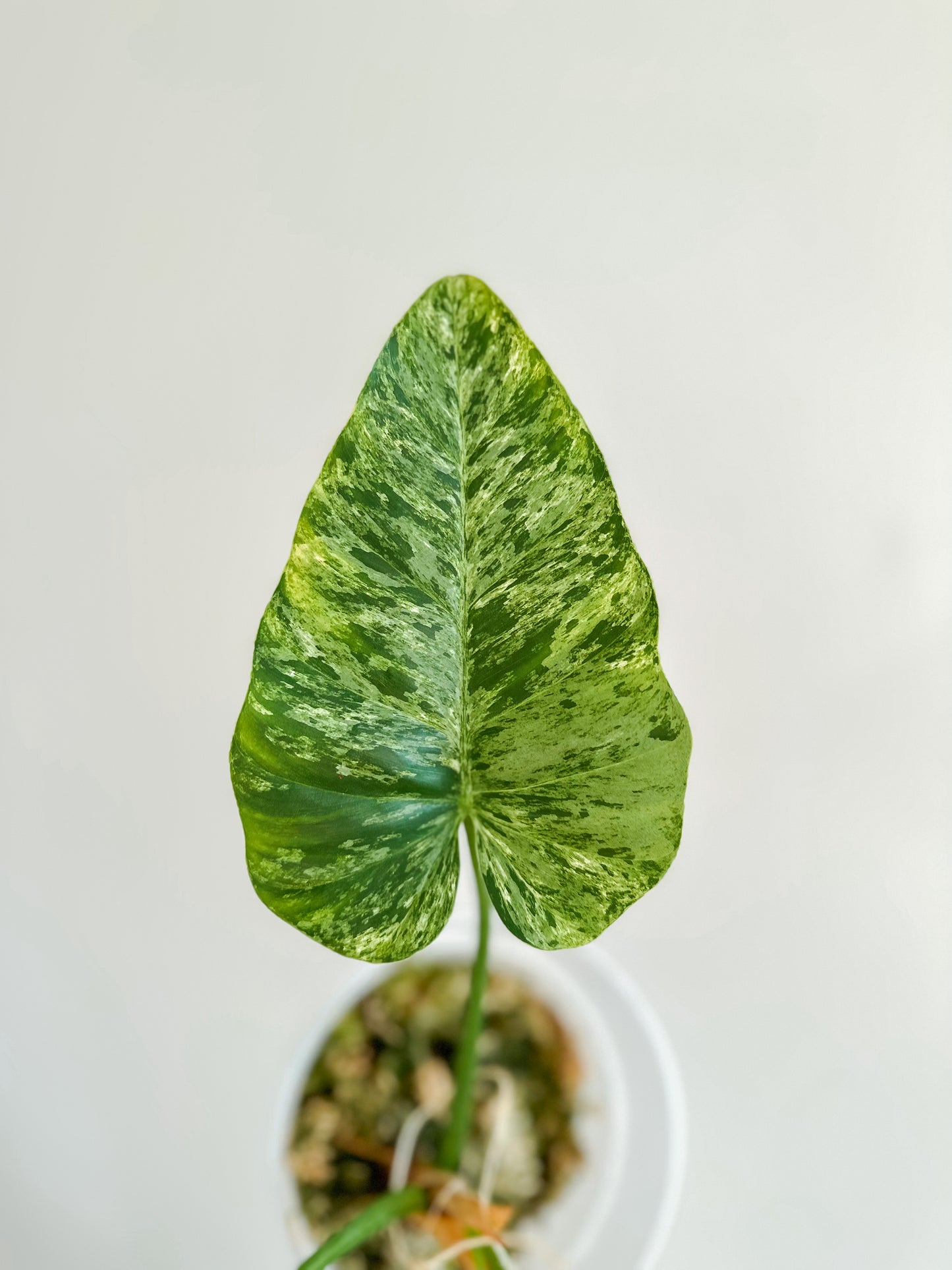 philodendron Giganteum blizzard