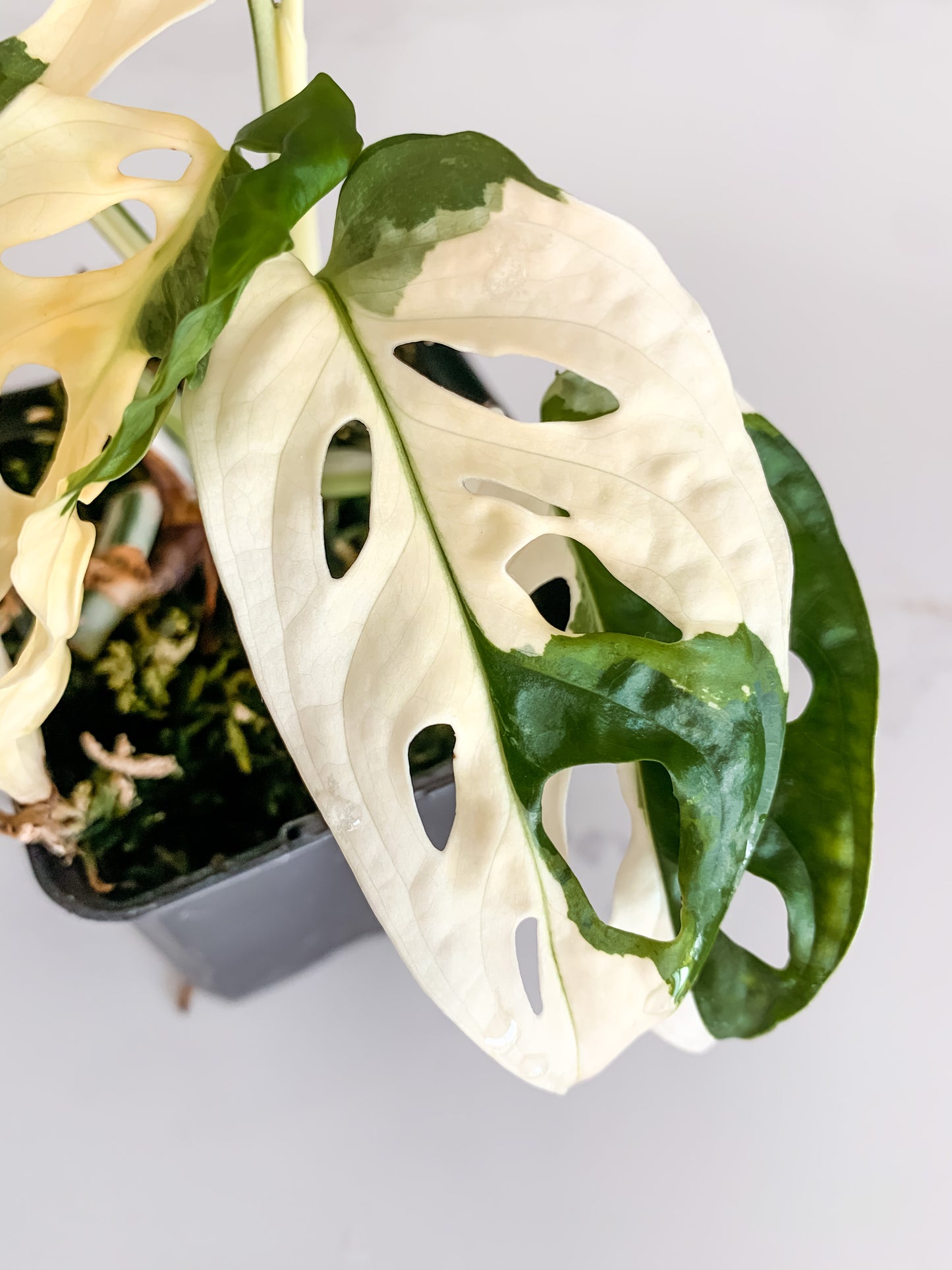 Monstera Adansonii variegated (tricolor)