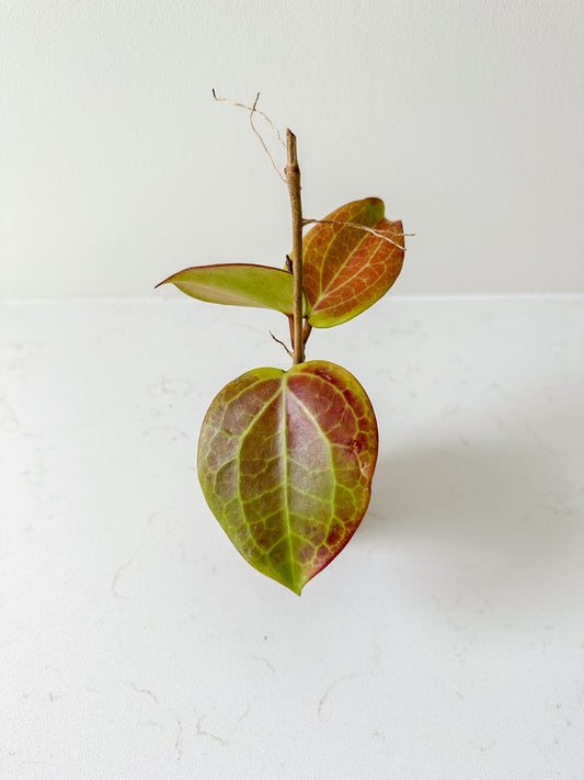 Hoya Surigaoensis